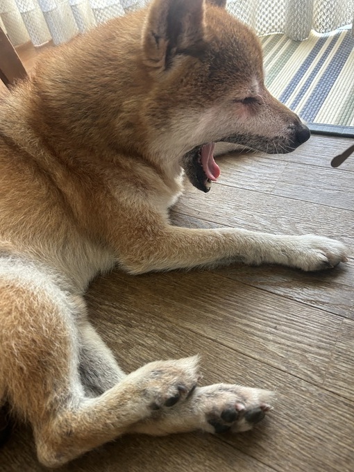 犬